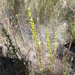 Microtis sp. (Onion Orchid) at Denman Prospect, ACT - 9 Dec 2020 by tpreston