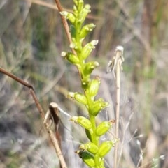 Microtis sp. at Denman Prospect, ACT - 9 Dec 2020