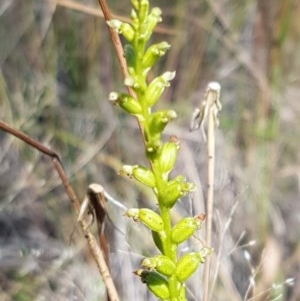 Microtis sp. at Denman Prospect, ACT - suppressed