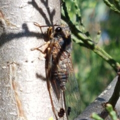 Galanga labeculata (Double-spotted cicada) at Denman Prospect, ACT - 9 Dec 2020 by trevorpreston