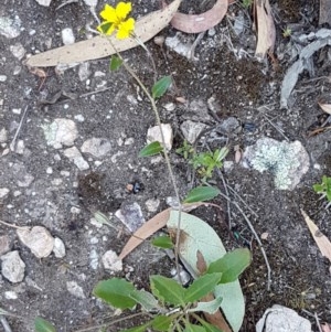 Goodenia hederacea subsp. hederacea at Denman Prospect, ACT - 9 Dec 2020