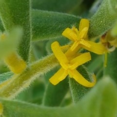 Persoonia rigida (Hairy Geebung) at Denman Prospect, ACT - 9 Dec 2020 by tpreston