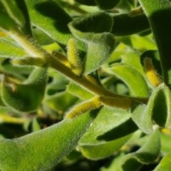 Persoonia rigida at Denman Prospect, ACT - 9 Dec 2020