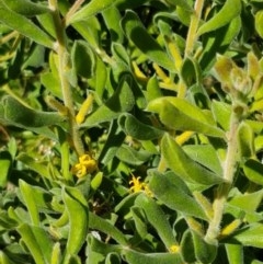 Persoonia rigida at Denman Prospect, ACT - 9 Dec 2020