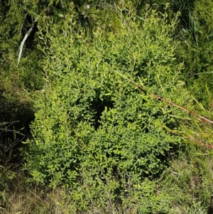 Persoonia rigida at Denman Prospect, ACT - 9 Dec 2020