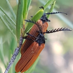 Porrostoma sp. (genus) at Denman Prospect, ACT - 9 Dec 2020