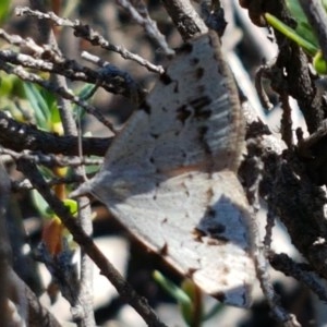 Dichromodes estigmaria at Denman Prospect, ACT - 9 Dec 2020