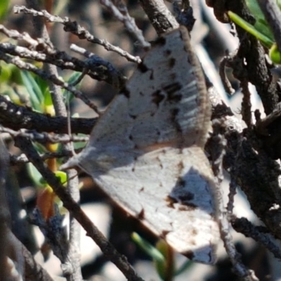 Dichromodes estigmaria (Pale Grey Heath Moth) at Denman Prospect, ACT - 9 Dec 2020 by tpreston