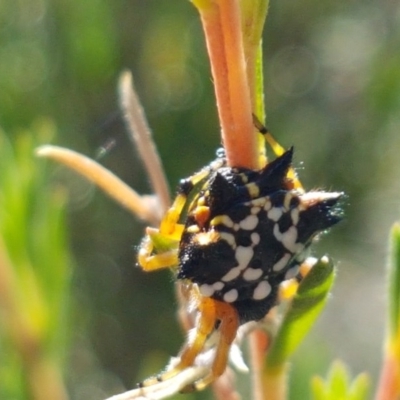 Austracantha minax (Christmas Spider, Jewel Spider) at Denman Prospect, ACT - 9 Dec 2020 by tpreston