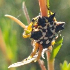 Austracantha minax at Denman Prospect, ACT - 9 Dec 2020