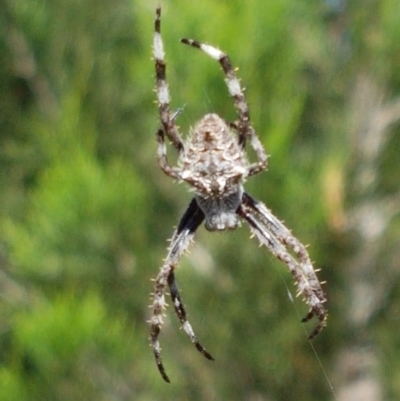 Backobourkia sp. (genus) (An orb weaver) at Denman Prospect, ACT - 9 Dec 2020 by trevorpreston