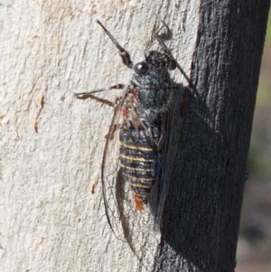 Atrapsalta furcilla at Denman Prospect, ACT - 9 Dec 2020