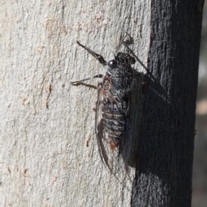 Atrapsalta furcilla at Denman Prospect, ACT - 9 Dec 2020