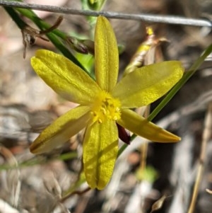 Tricoryne elatior at Denman Prospect, ACT - 9 Dec 2020