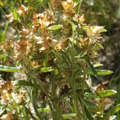 Gamochaeta sp. (Cudweed) at Stromlo, ACT - 9 Dec 2020 by trevorpreston