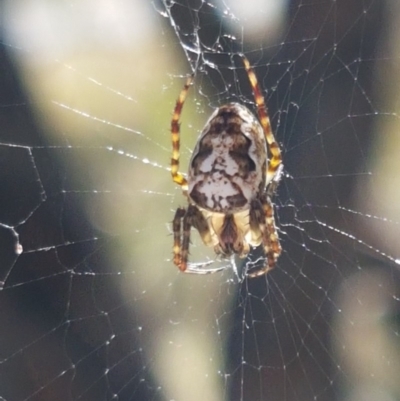 Plebs eburnus (Eastern bush orb-weaver) at Denman Prospect, ACT - 9 Dec 2020 by tpreston