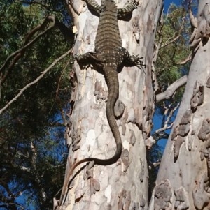 Varanus varius at Gundaroo, NSW - suppressed