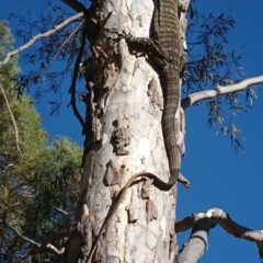 Varanus varius at Gundaroo, NSW - suppressed