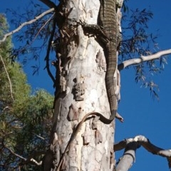 Varanus varius at Gundaroo, NSW - 9 Dec 2020