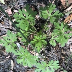 Trachymene composita var. robertsonii (Dergholm Trachymene) at Eden, NSW - 6 Dec 2020 by nickhopkins