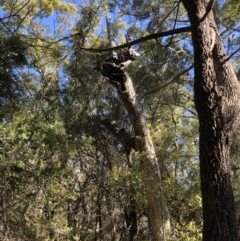 Native tree with hollow(s) (Native tree with hollow(s)) at Eden, NSW - 6 Dec 2020 by nickhopkins