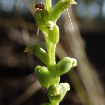 Microtis sp. (Onion Orchid) at Lake Ginninderra - 9 Dec 2020 by Laserchemisty