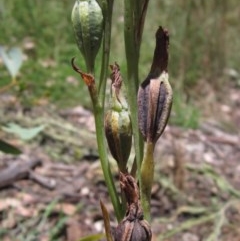 Calochilus platychilus (Purple Beard Orchid) at Umbagong District Park - 9 Dec 2020 by pinnaCLE