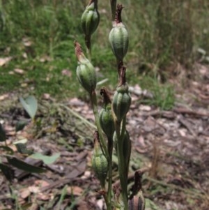 Calochilus platychilus at Latham, ACT - 9 Dec 2020