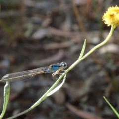 Ischnura heterosticta (Common Bluetail Damselfly) at Lake Ginninderra - 9 Dec 2020 by Laserchemisty