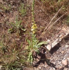 Verbascum virgatum (Green Mullein) at The Fair, Watson - 8 Dec 2020 by abread111