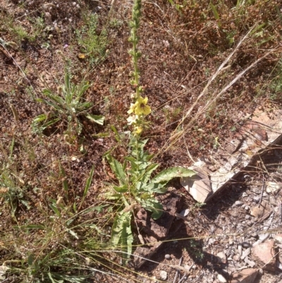 Verbascum virgatum (Green Mullein) at The Fair, Watson - 8 Dec 2020 by abread111