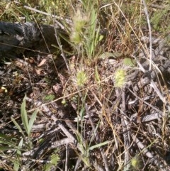 Cynosurus echinatus (Rough Dog's Tail Grass) at Watson, ACT - 8 Dec 2020 by abread111