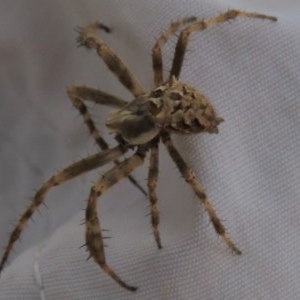 Backobourkia sp. (genus) at Googong, NSW - 28 Nov 2020