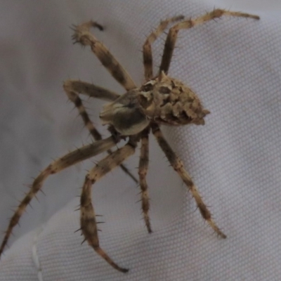 Backobourkia (genus) (An orb weaver) at Googong, NSW - 28 Nov 2020 by AndyRoo