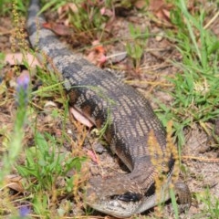 Tiliqua scincoides scincoides (Eastern Blue-tongue) at Farrer Ridge - 3 Dec 2020 by Harrisi