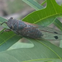 Galanga labeculata at Greenleigh, NSW - 10 Dec 2020