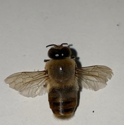 Apis mellifera (European honey bee) at Majura, ACT - 9 Dec 2020 by Ghostbat