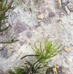 Chara sp. (genus) (A charophyte green algae) at Mount Ainslie - 9 Dec 2020 by JaneR