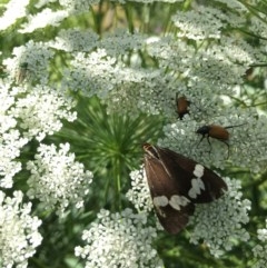 Nyctemera amicus (Senecio Moth, Magpie Moth, Cineraria Moth) at Lower Boro, NSW - 7 Dec 2020 by mcleana