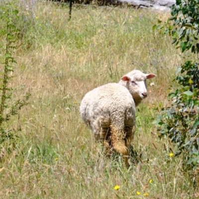 Ovis aries (Sheep) at Coree, ACT - 9 Dec 2020 by Kurt