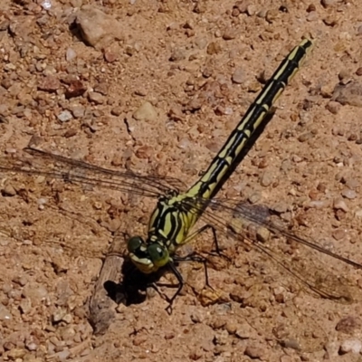 Austrogomphus guerini (Yellow-striped Hunter) at Coree, ACT - 9 Dec 2020 by Kurt