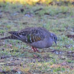 Phaps chalcoptera (Common Bronzewing) at Lower Boro, NSW - 2 Jun 2020 by mcleana