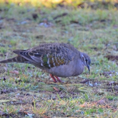 Phaps chalcoptera (Common Bronzewing) at Lower Boro, NSW - 3 Jun 2020 by mcleana