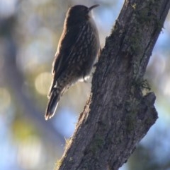 Cormobates leucophaea (White-throated Treecreeper) at Lower Boro, NSW - 3 Jun 2020 by mcleana