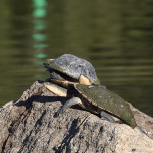 Chelodina longicollis at Paddys River, ACT - 9 Dec 2020