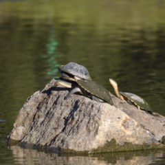 Chelodina longicollis at Paddys River, ACT - 9 Dec 2020