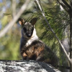 Petrogale penicillata (Brush-tailed Rock Wallaby) at Tidbinbilla Nature Reserve - 9 Dec 2020 by davidcunninghamwildlife