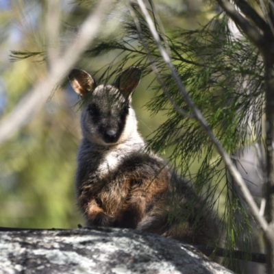 Petrogale penicillata (Brush-tailed Rock Wallaby) at Tidbinbilla Nature Reserve - 9 Dec 2020 by davidcunninghamwildlife