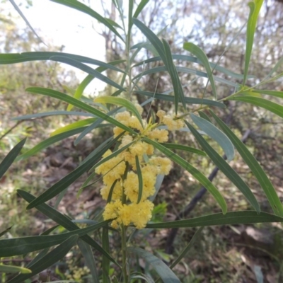 Acacia sp. (A Wattle) at Tuggeranong Hill - 3 Nov 2020 by michaelb