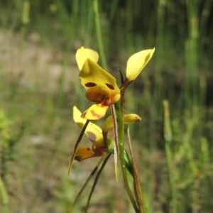 Diuris sulphurea at Conder, ACT - 3 Nov 2020